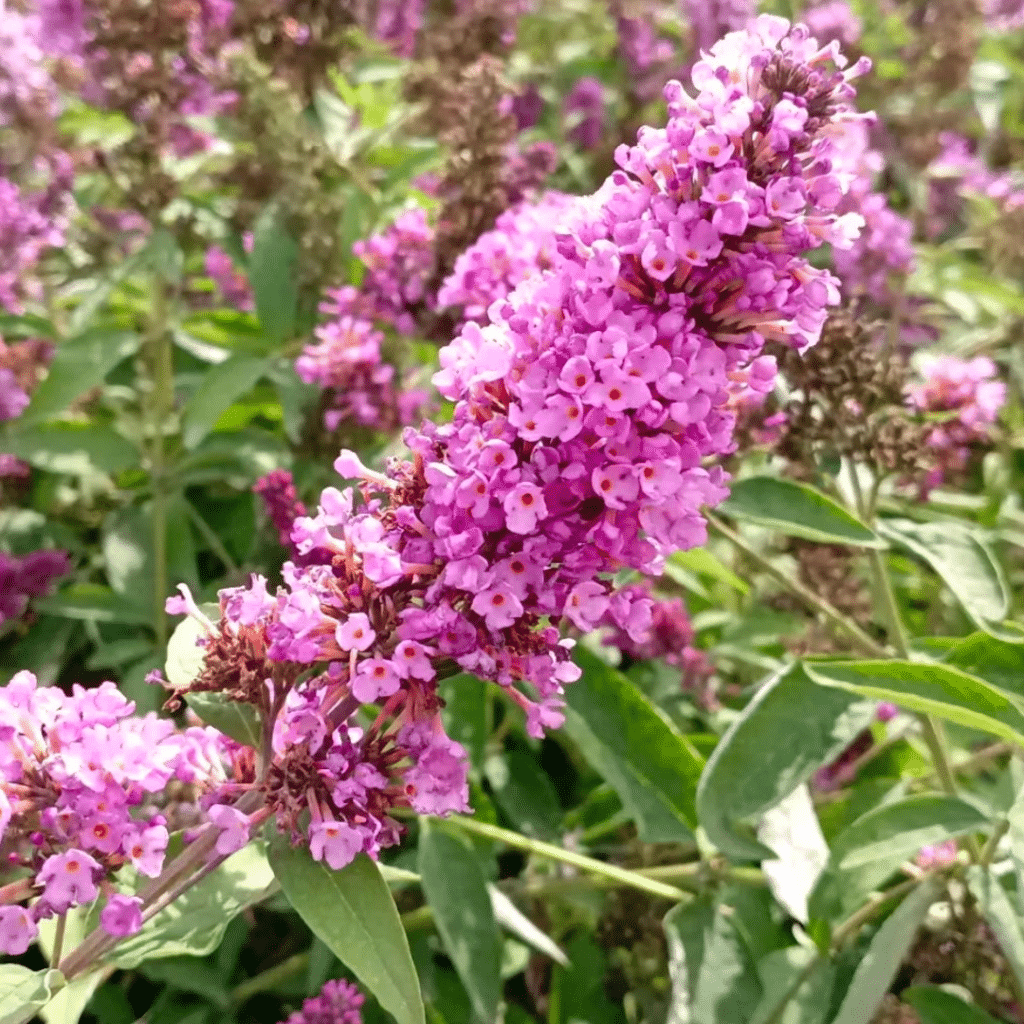 Buddleja Davidii Free Petite Tutti Frutti (Vlinderstruik)
