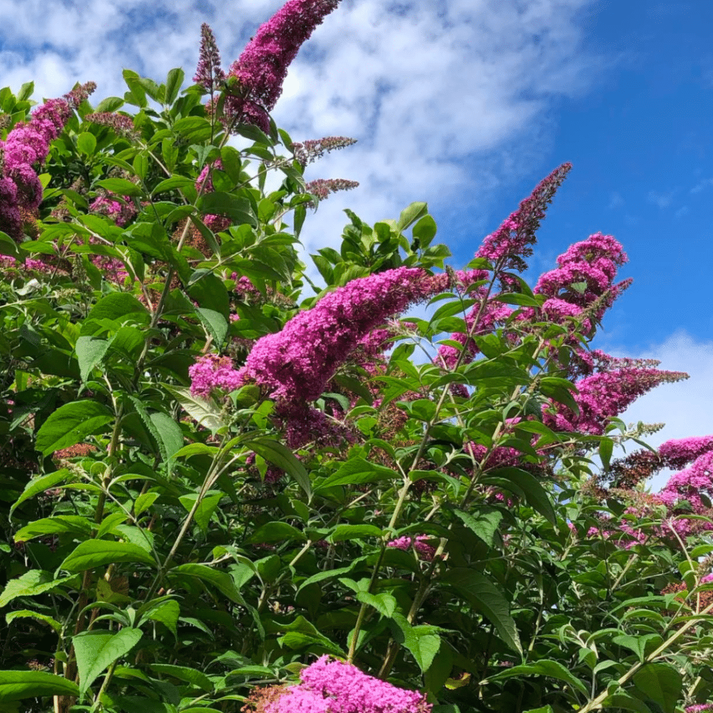 Buddleja Davidii Pink Delight (Vlinderstruik)