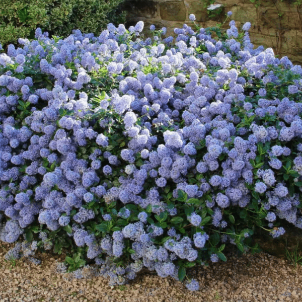 Ceanothus Thyrsiflorus Var. Repens (Amerikaanse Sering)