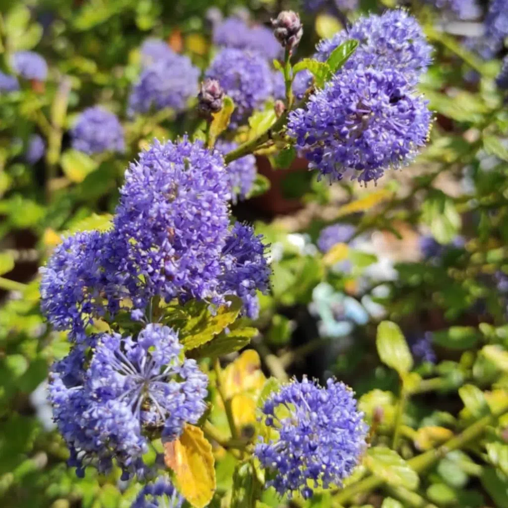 Ceanothus Thyrsiflorus Var. Repens (Amerikaanse Sering)