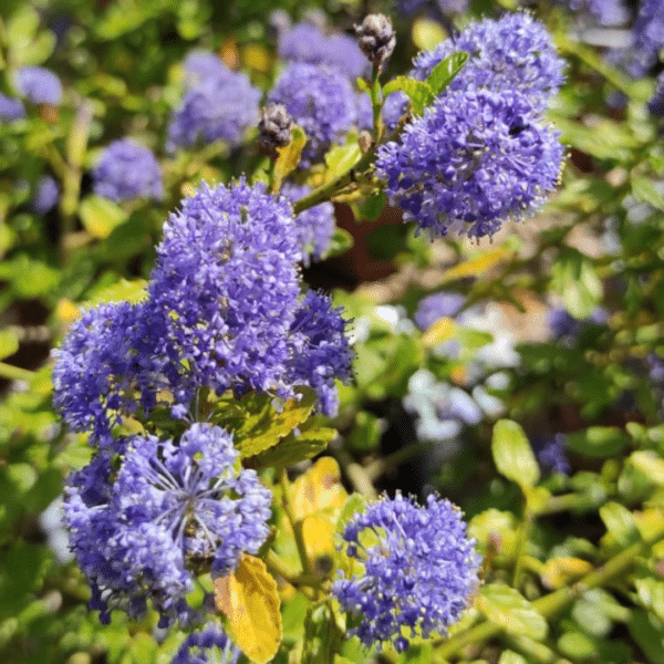 Ceanothus Thyrsiflorus Var. Repens (Amerikaanse Sering)