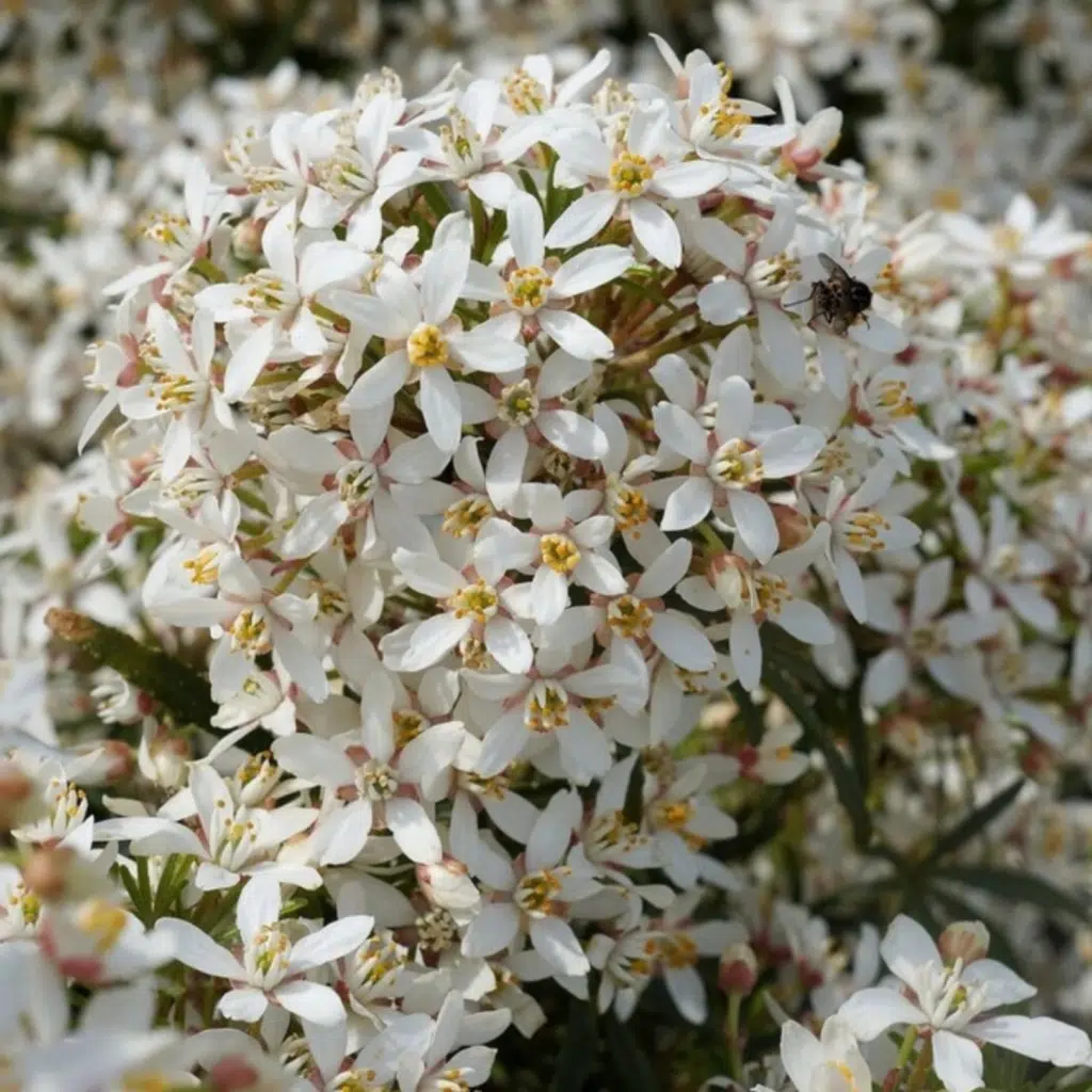 Choisya Ternata White Dazzler (Glansmispel)