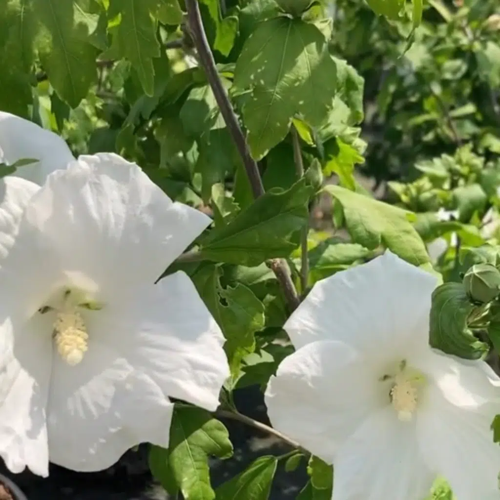 Hibiscus Syriacus Totus Albus (Altheastruik)