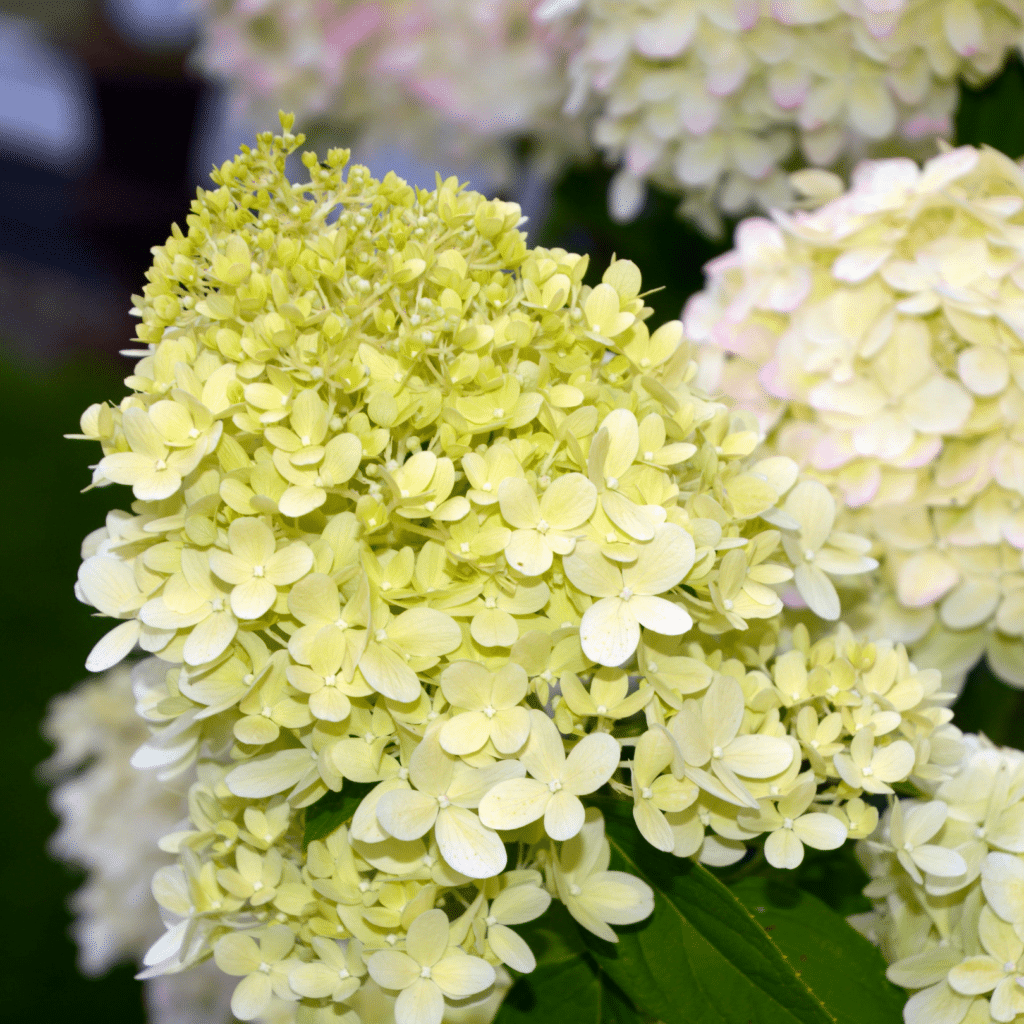 Hydrangea Paniculata Limelight (Pluimhortensia)