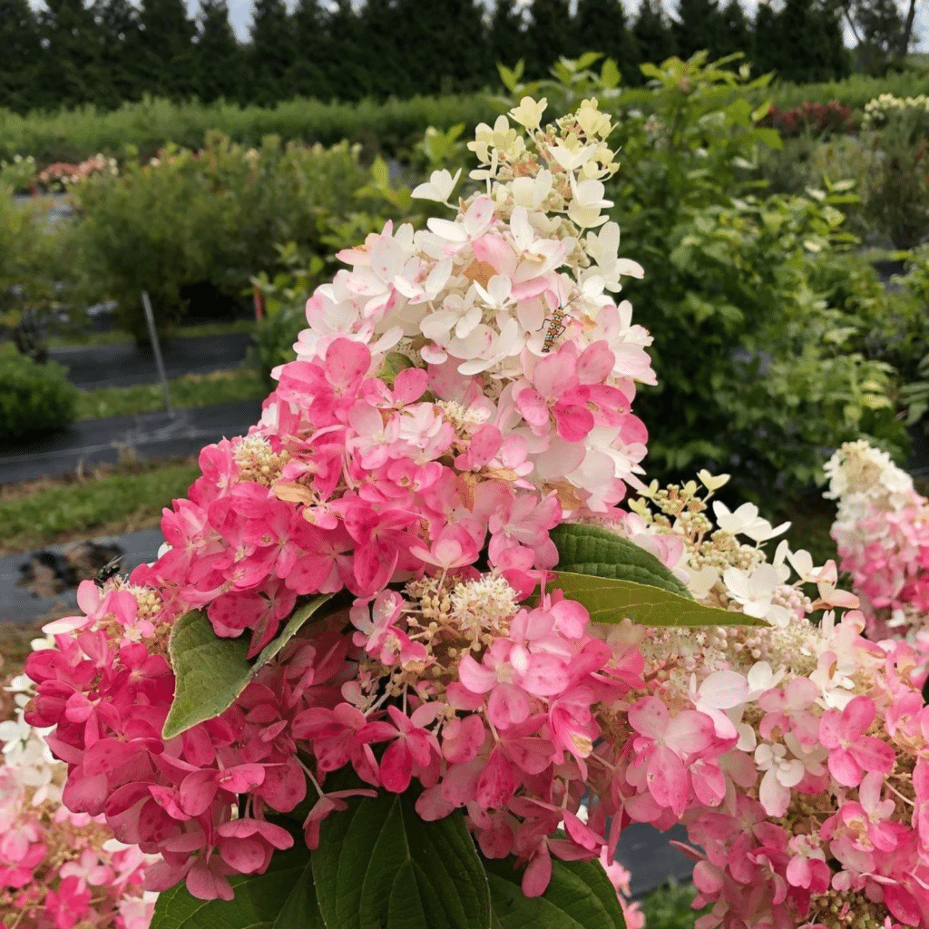 Hydrangea Paniculata Pinky Winky (Pluimhortensia)