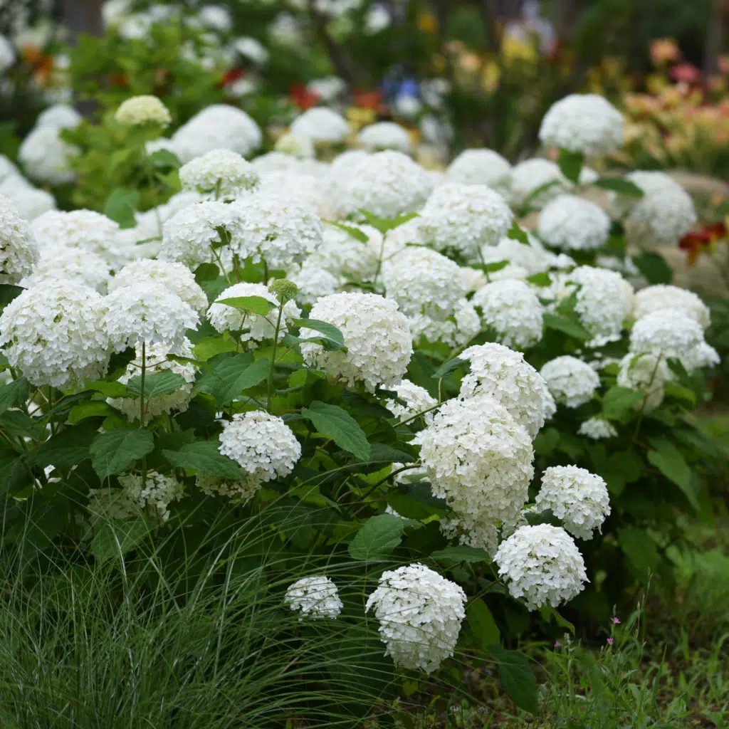 Hydrangea Strong Annabelle (Hortensia)