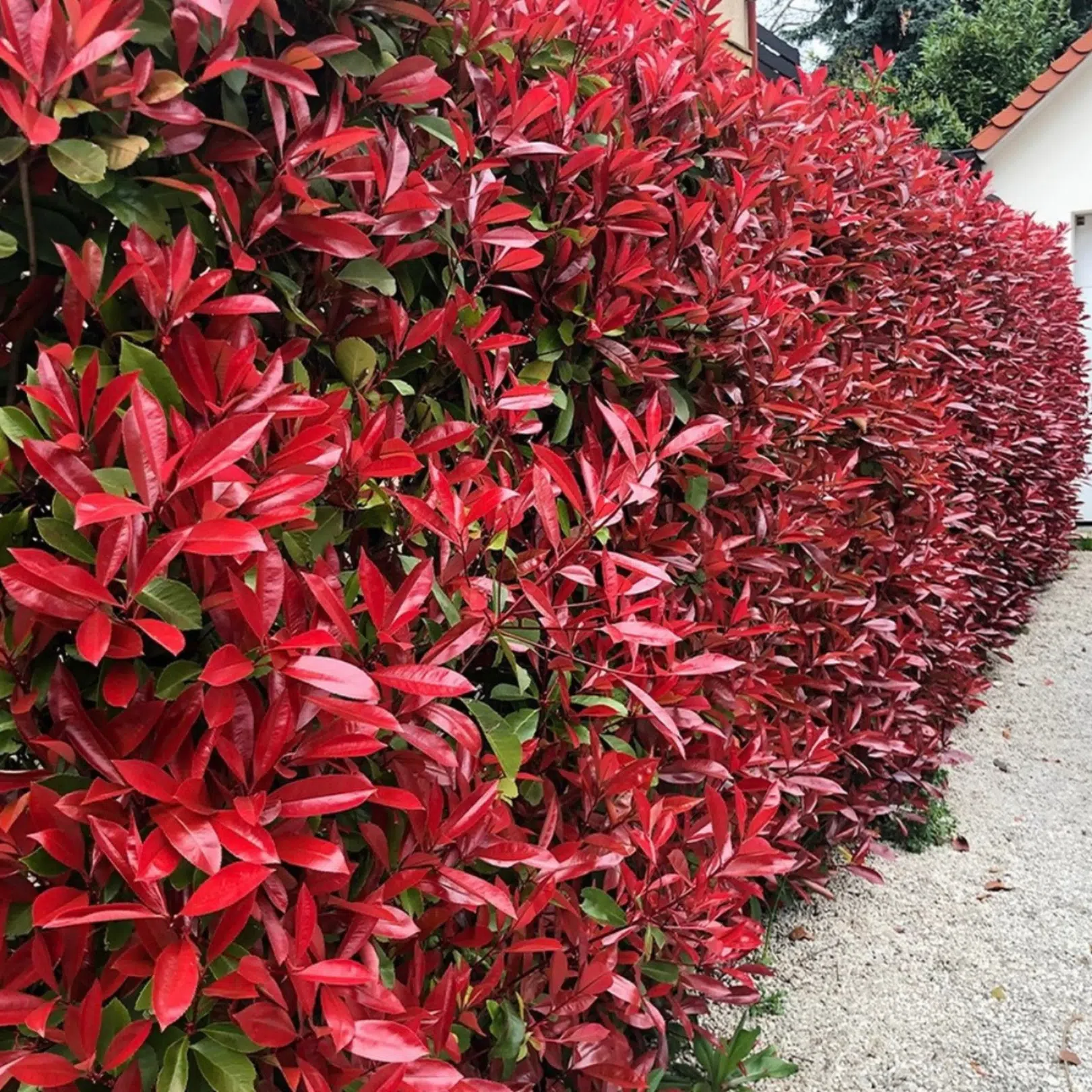 Photinia Fraseria 'Red Robin' (Glansmispel) - Stralende struik