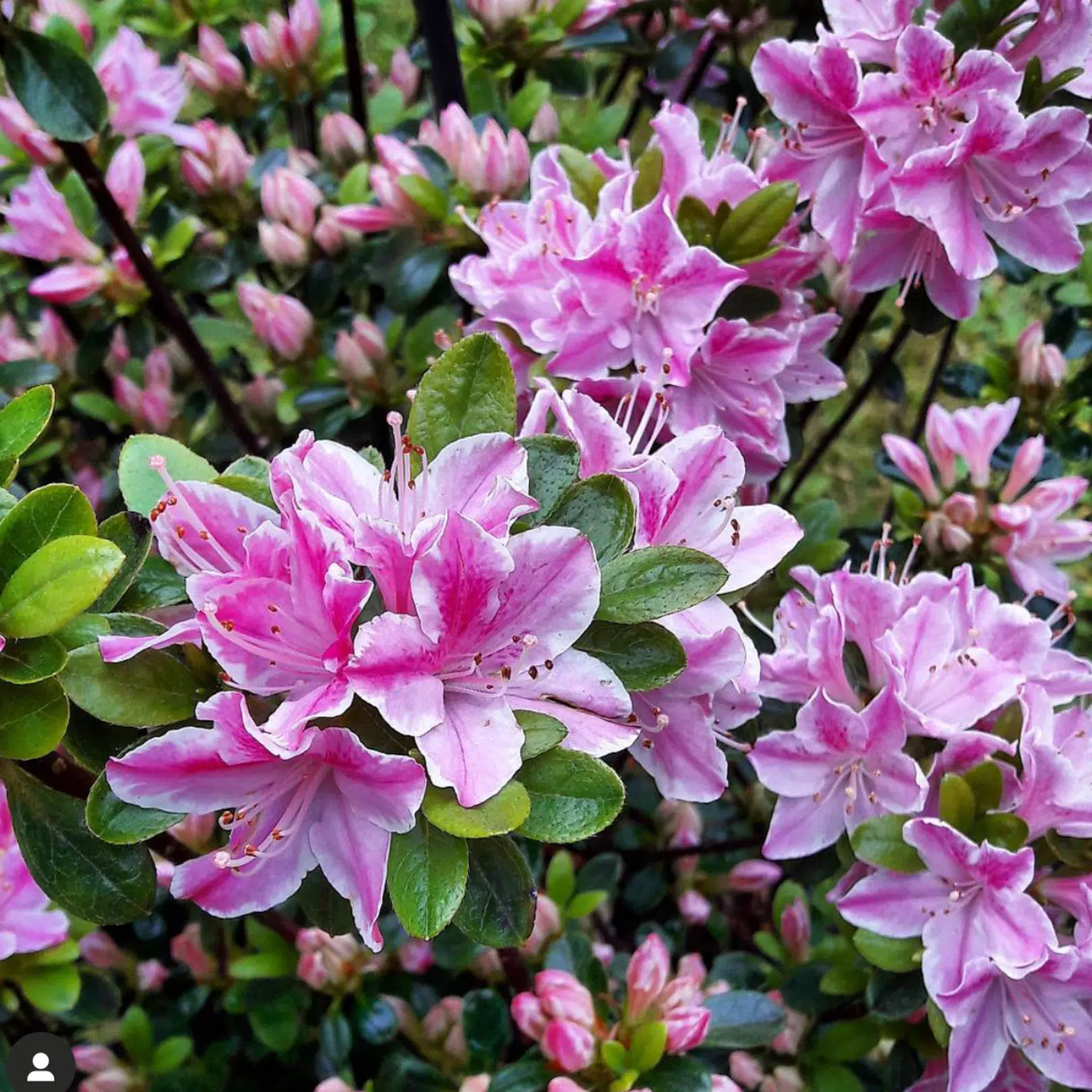 Rhododendron Azalea Kermesina Roze (Azalea)