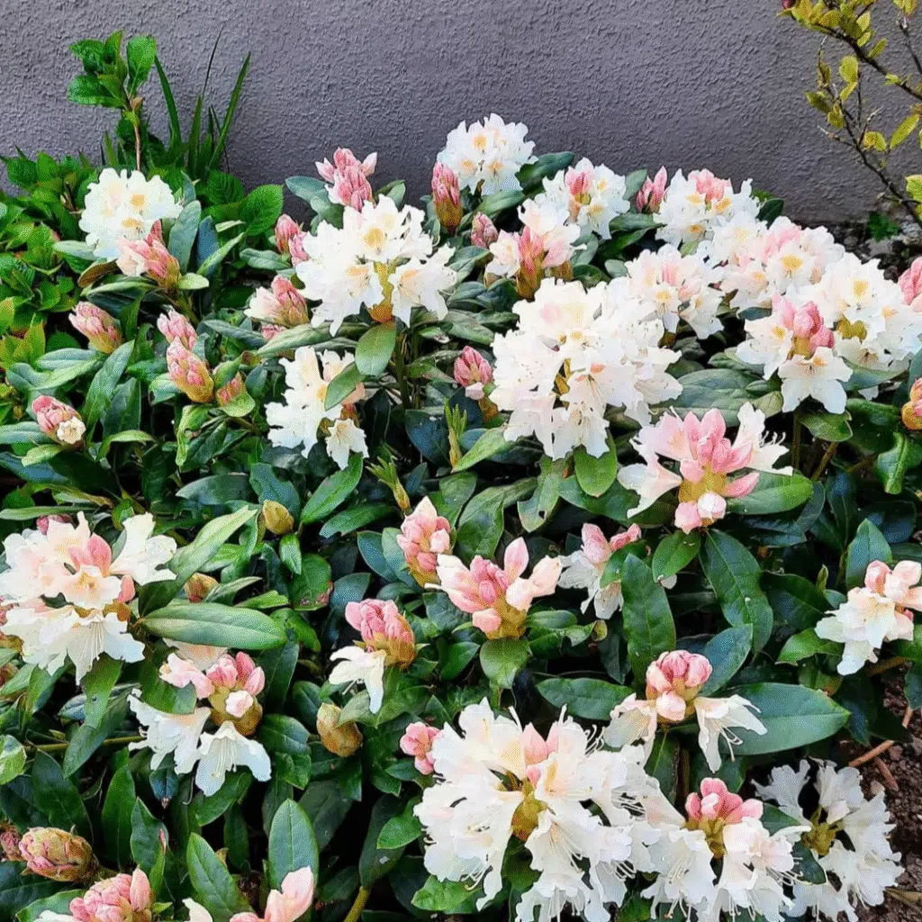 Rhododendron Cunningham's White (Rhododendron)