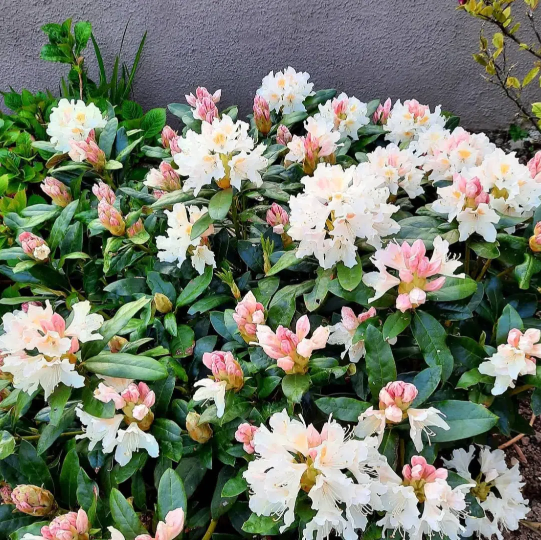 Rhododendron Cunningham's White (Rhododendron).png