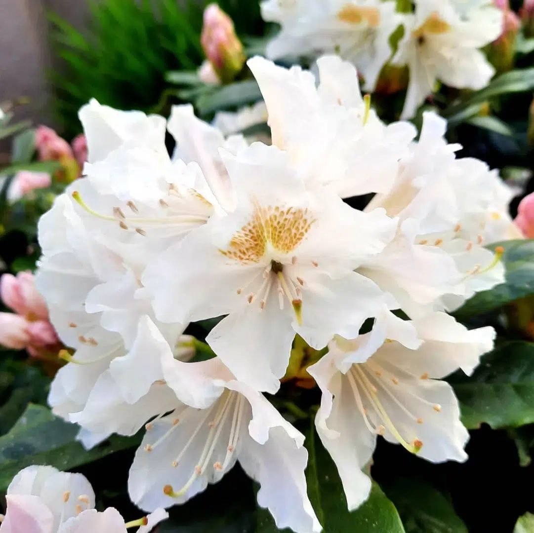 Rhododendron Cunningham's White (Rhododendron) - Afbeelding 2