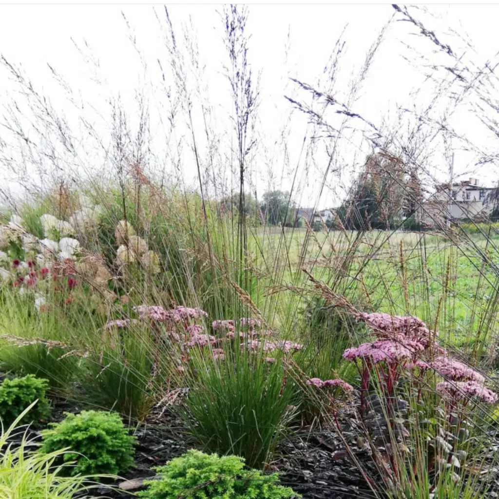 Molinia Edith Dudszus (Pijpestrootje)