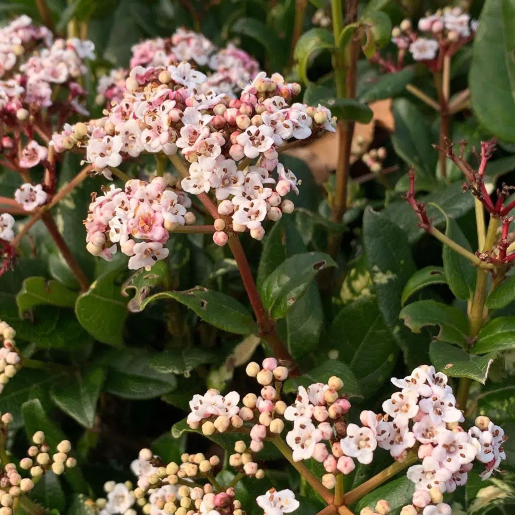 Viburnum Tinus Ever Price (Sneeuwbal)