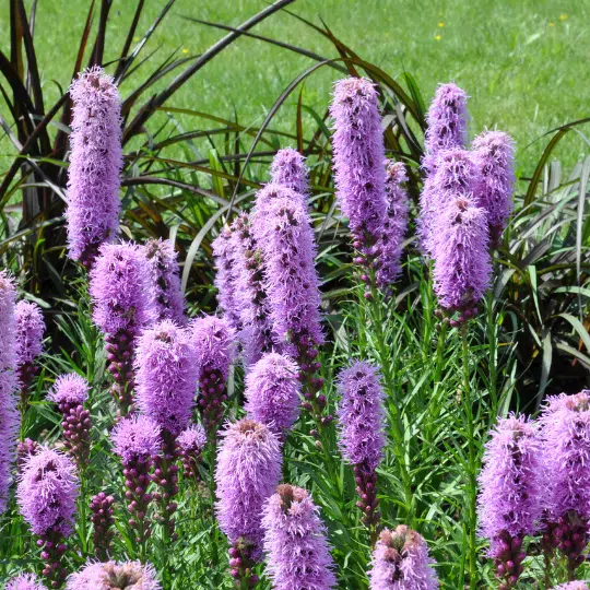 Liatris Spicata Kobold (Knopige Slangenwortel)