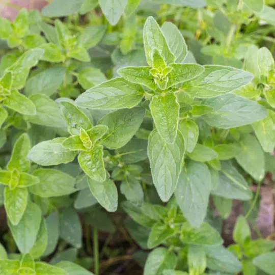 Origanum Vulgare (Oregano)