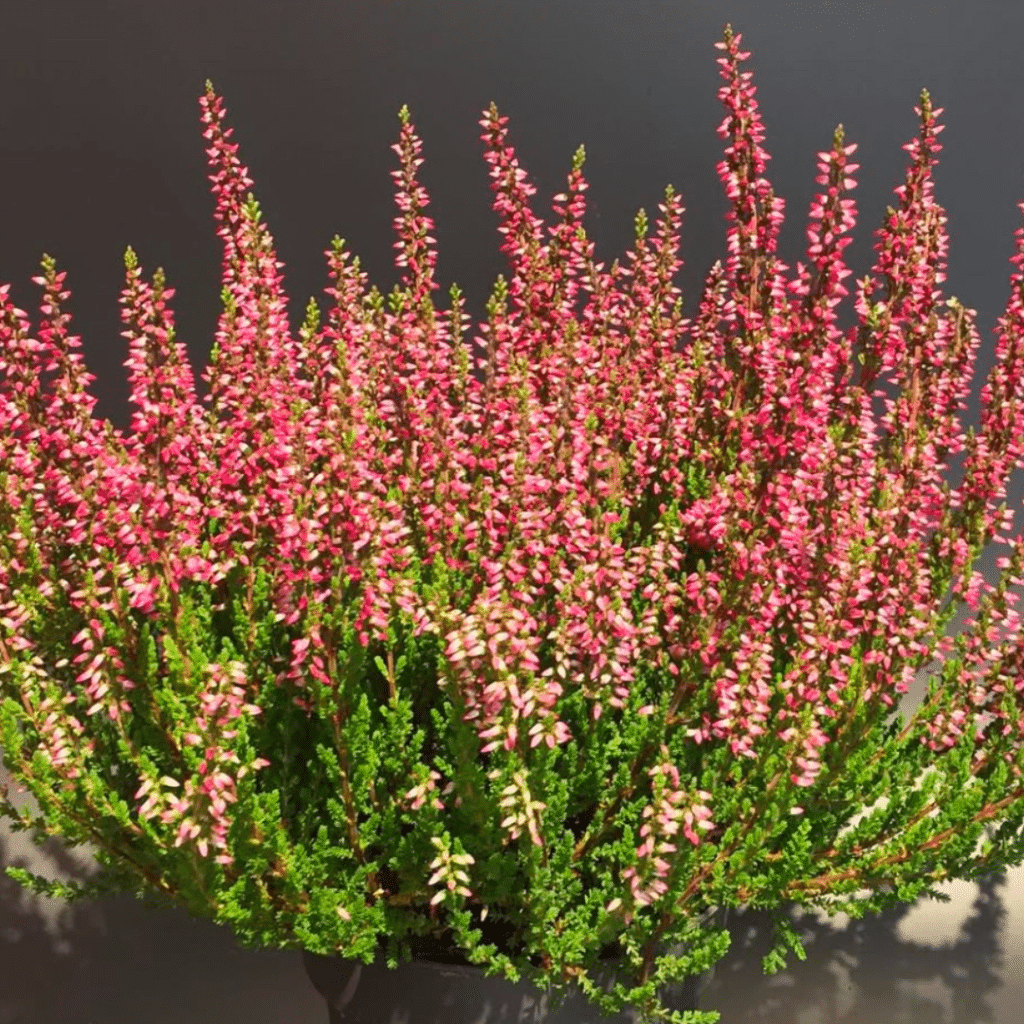 Calluna Vulgaris Amethyst (Knopbloeiende heide)