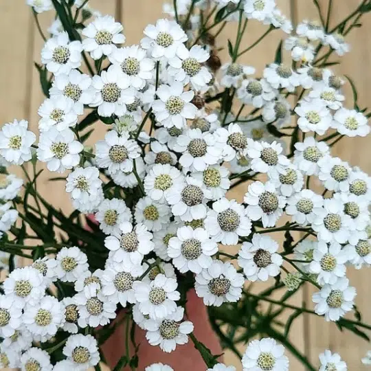 Achillea Ptarmica The Pearl (Duizendblad)