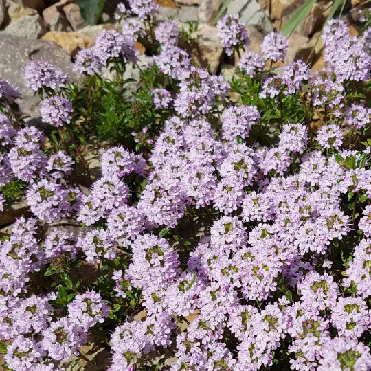 Thymus Vulgaris (Keukentijm)
