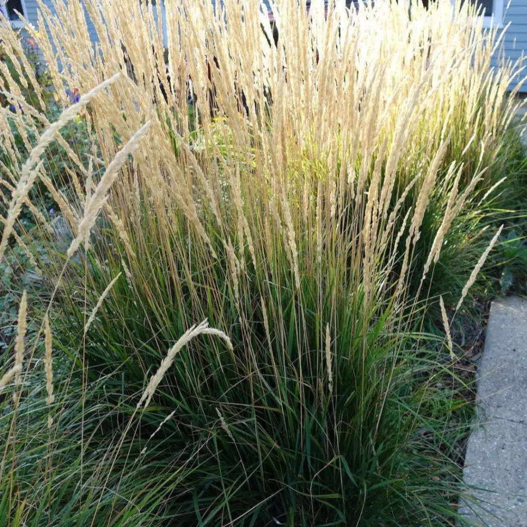 Calamagrostis Acutiflora Karl Foerster (Struisriet)