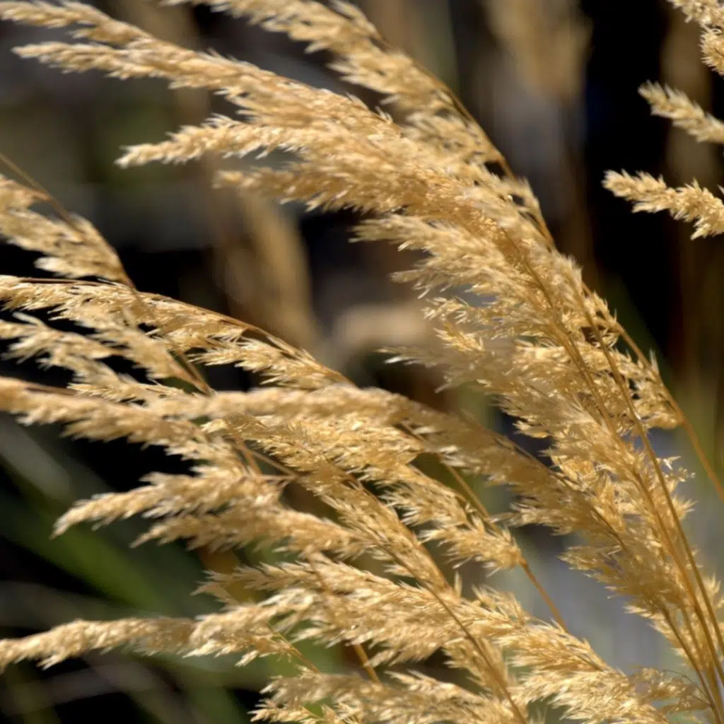 Calamagrostis Acutiflora Karl Foerster (Struisriet)