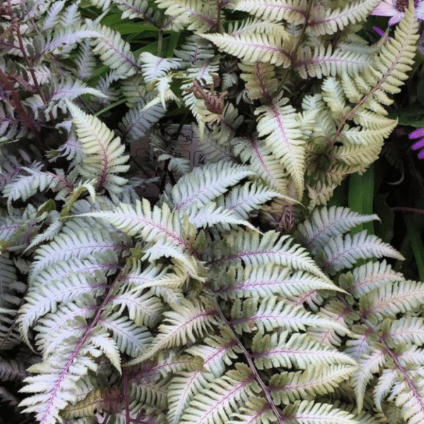 Asplenium Niponicum Metallicum (Japanse regenboogvaren)