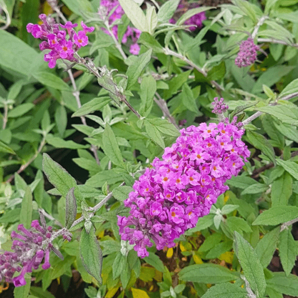 Buddleya Davidii Free Petite Dark Pink (Mini Vlinderstruik)