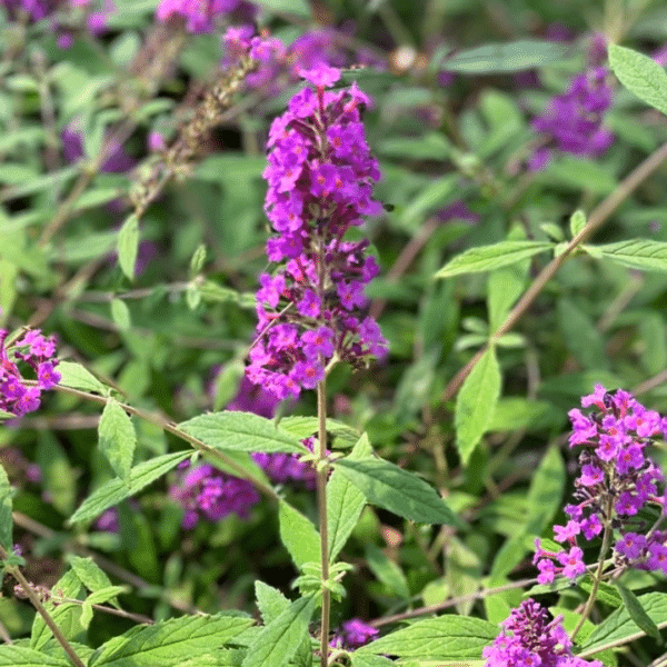 Buddleya Davidii Free Petite Dark Pink (Mini Vlinderstruik) - Afbeelding 2