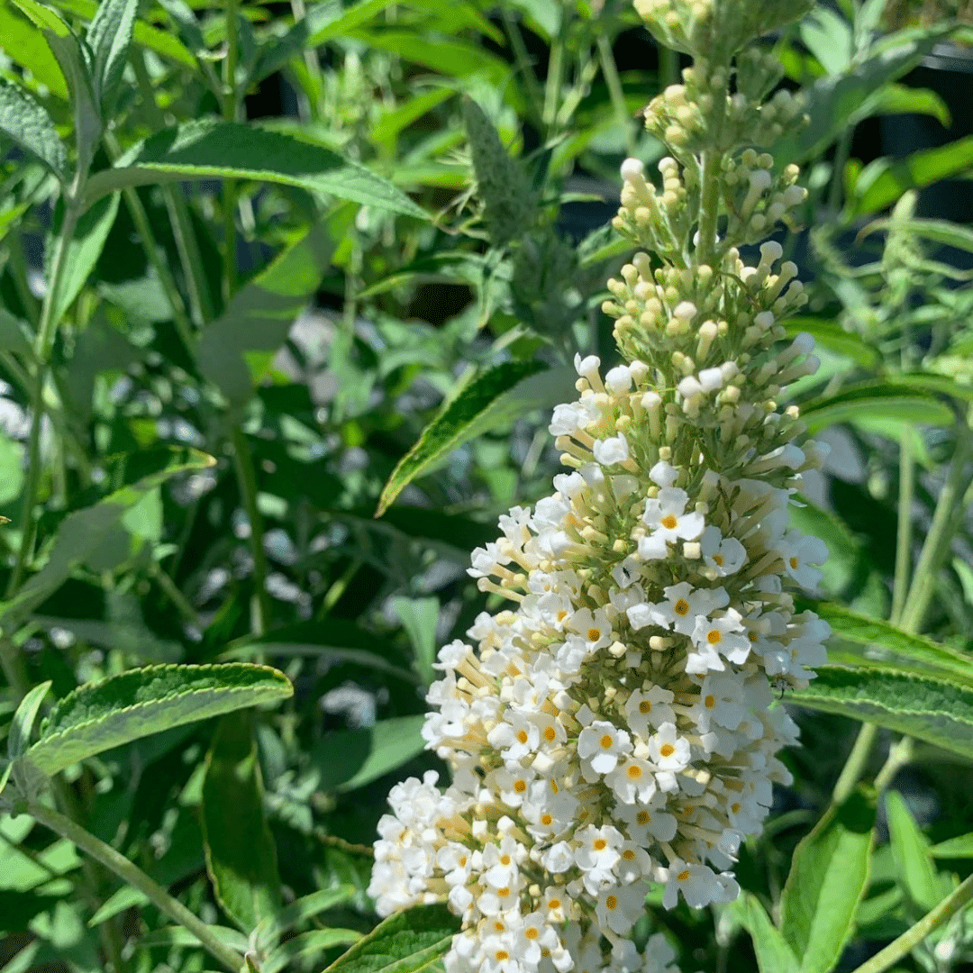 Buddleya Davidii Free Petite Snow White (Mini Vlinderstruik)