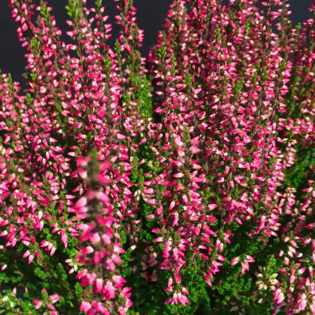 Calluna Vulgaris Amethyst (Knopbloeiende heide) - Afbeelding 2