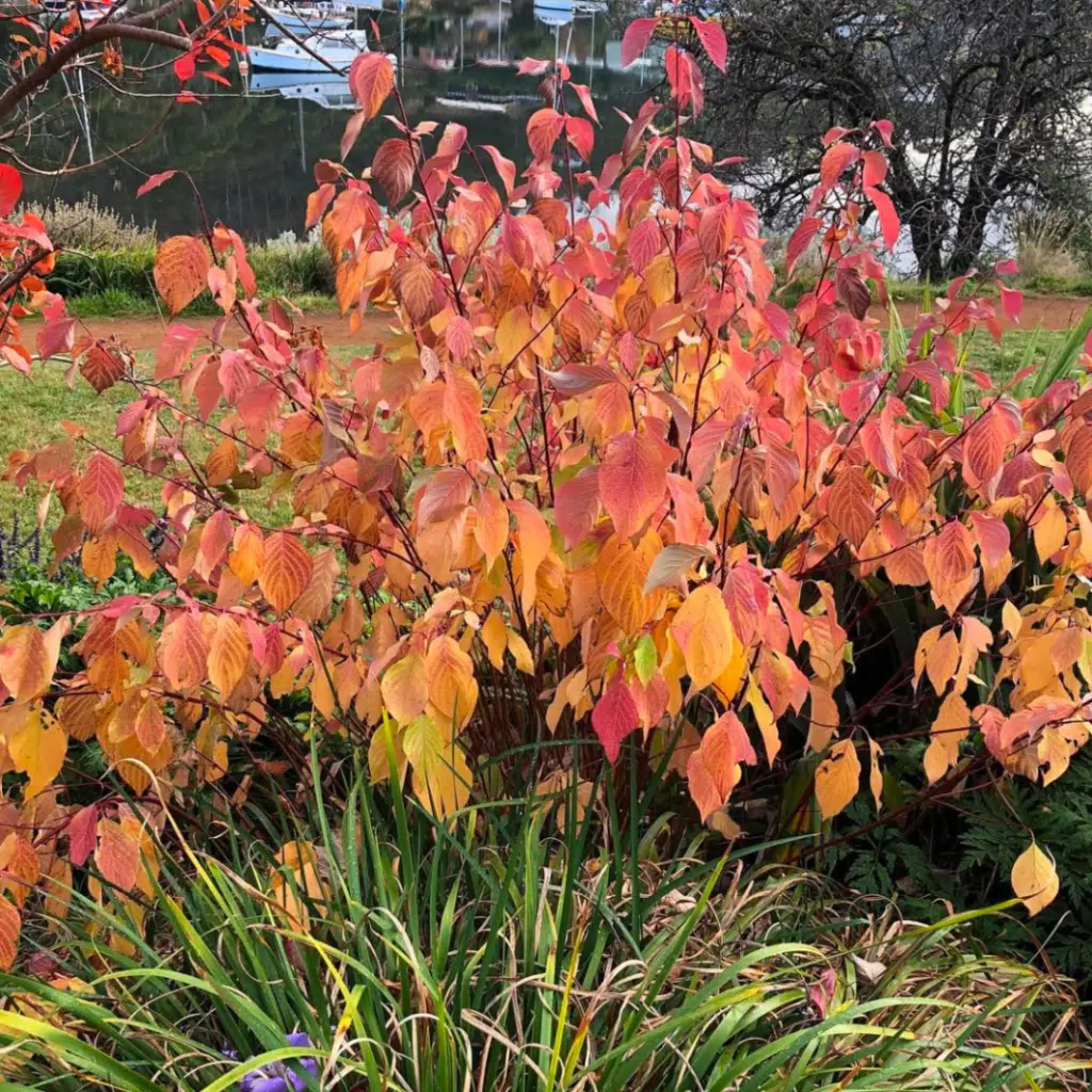 Cornus alba Sibirica (Witte Kornoelje)