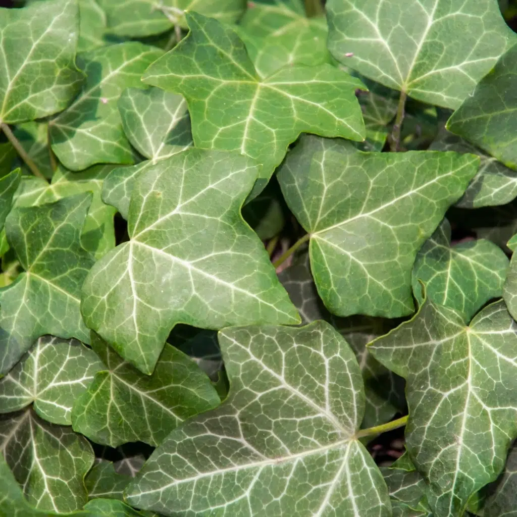 Hedera Hibernica (klimop)