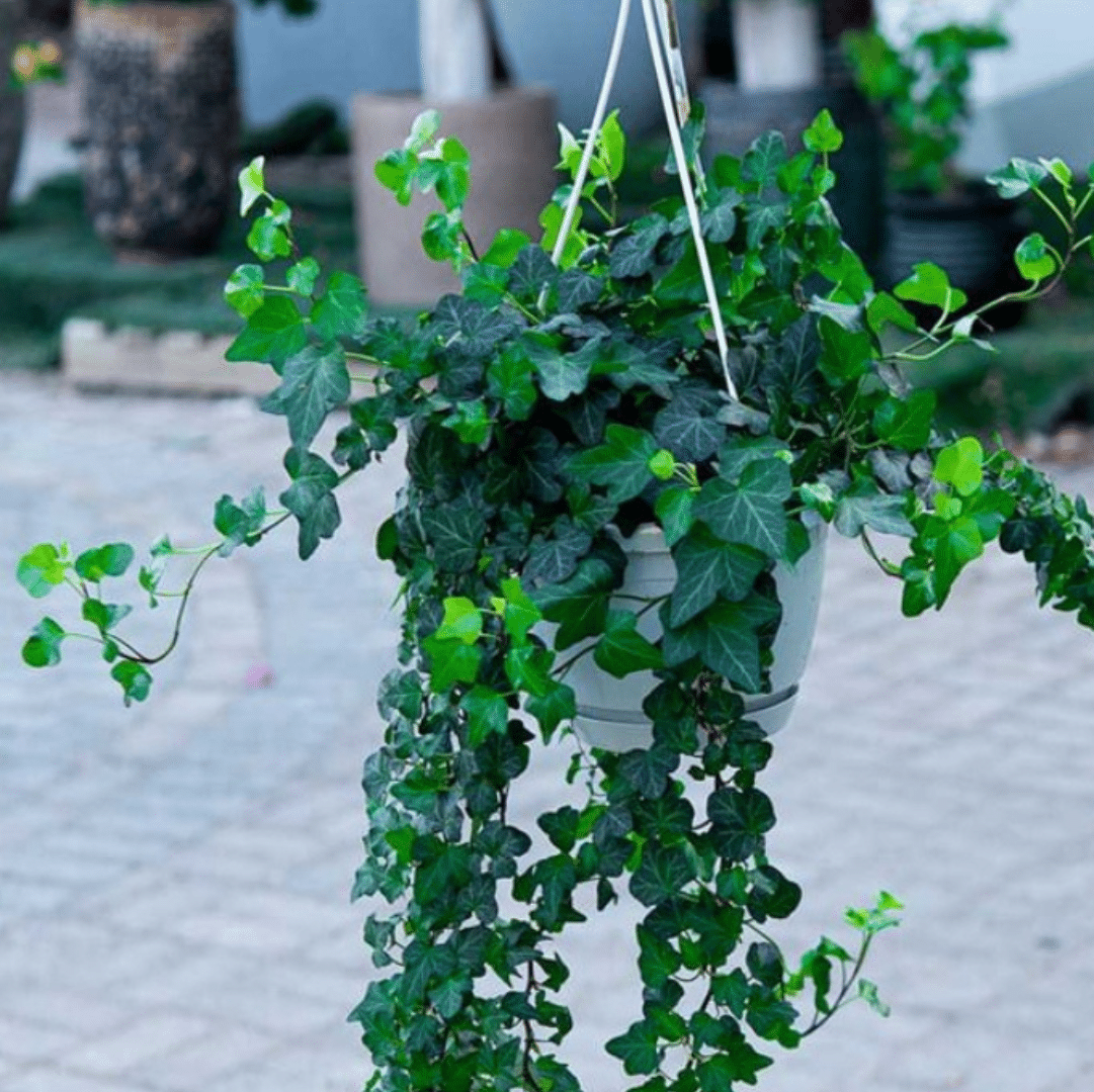 Hedera Helix (Kleinbladige Klimop) - Afbeelding 2