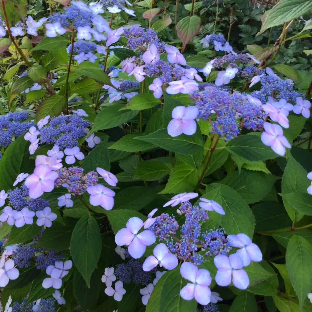 Hydrangea Serrata Bluebird (Hortensia)