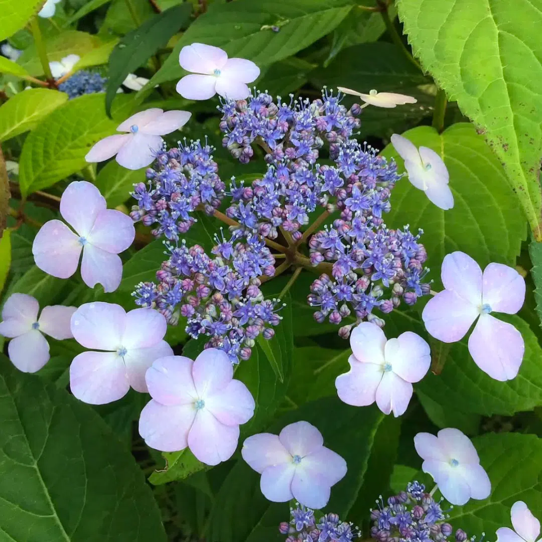Hydrangea Serrata Bluebird (Hortensia) - Afbeelding 2