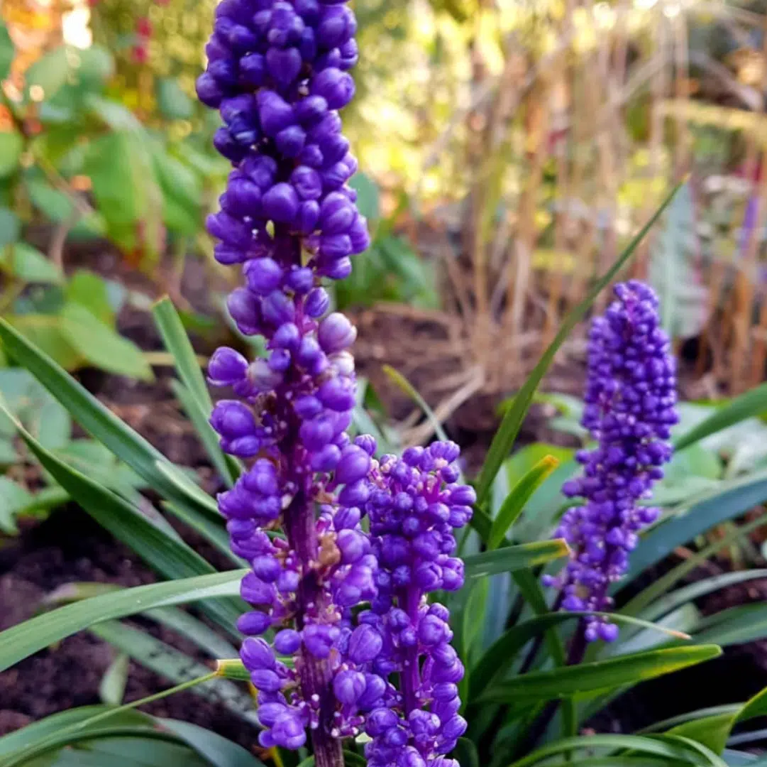 Liriope Muscari Moneymaker (Leliegras) - Afbeelding 2