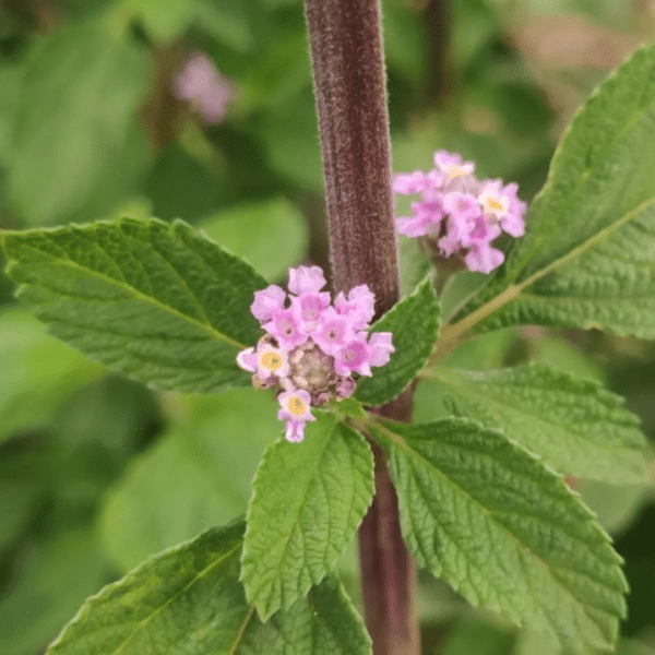 Melissa Officinalis (Citroenmelisse) - Afbeelding 2