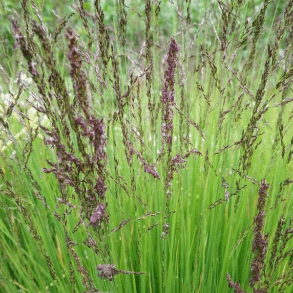 Molinia Caerulea Heidezwerg (Pijpestrootje) - Afbeelding 2