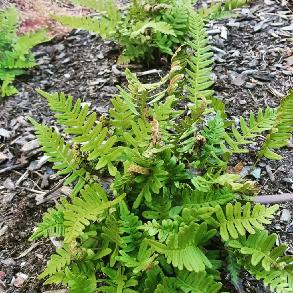 Polypodium Vulgare (Gewone Eikvaren)