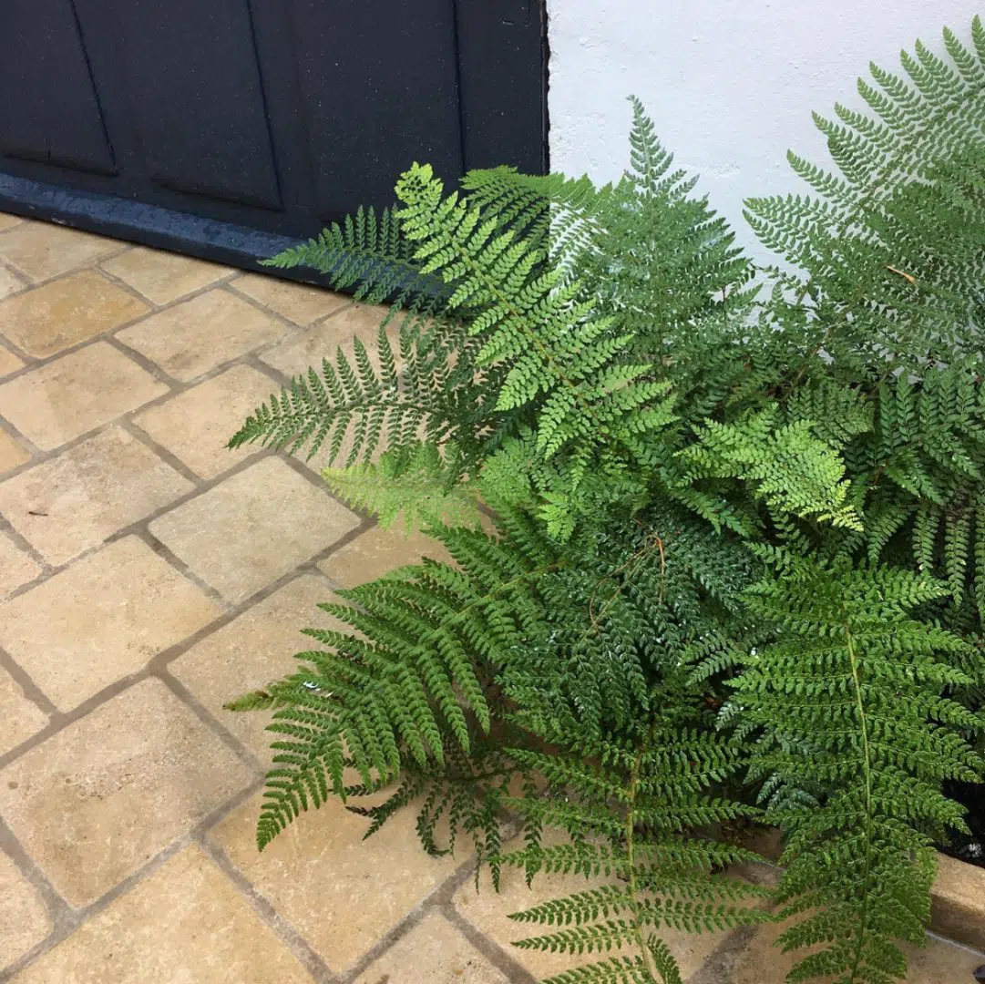 Polystichum Setiferum Herrenhausen (Naaldvaren)