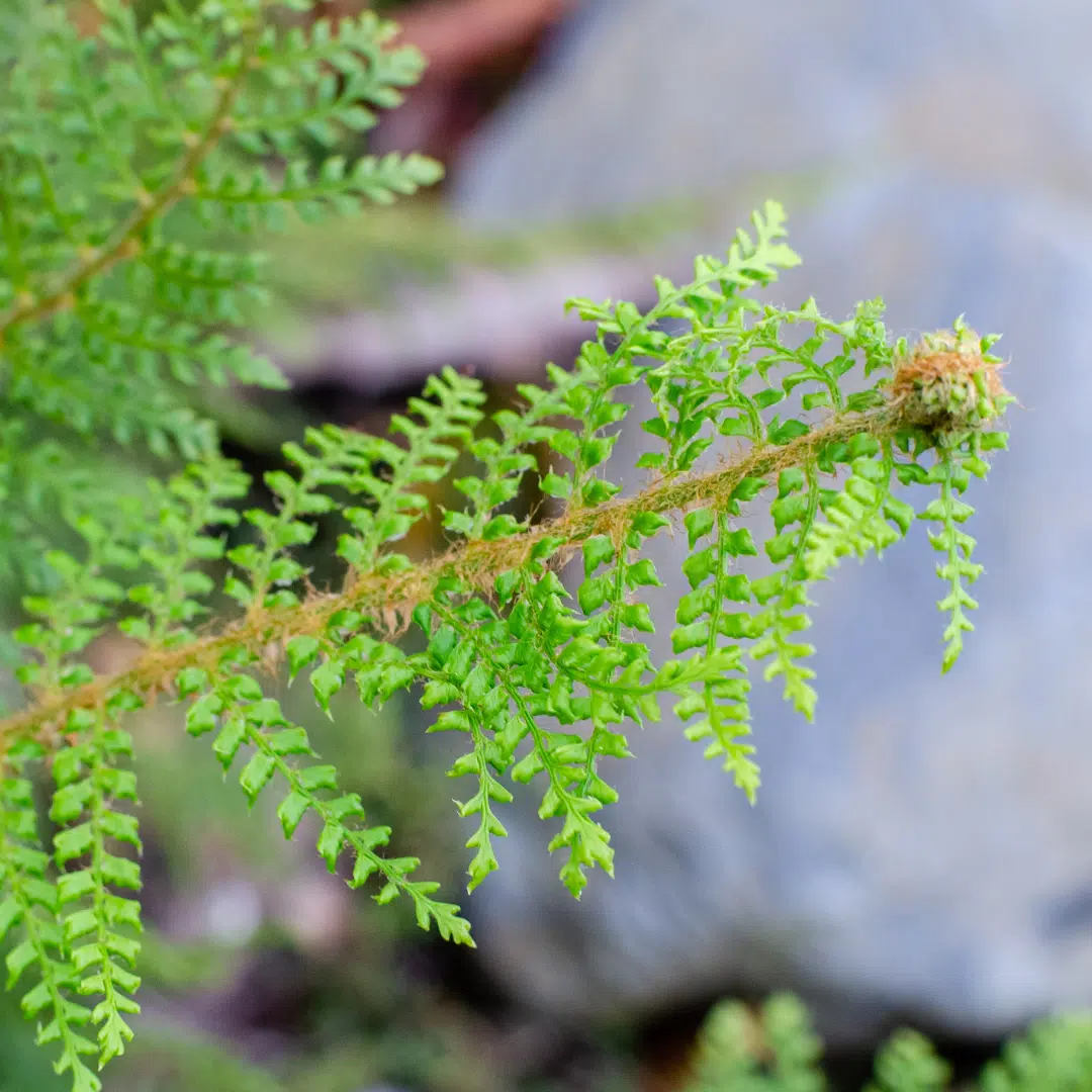 Polystichum Setiferum Herrenhausen (Naaldvaren) - Afbeelding 2