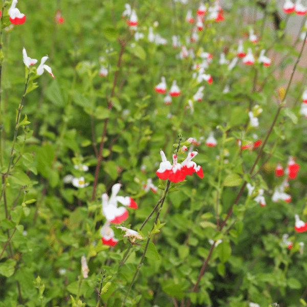 Salvia Microphylla Hot Lips (Salie) - Afbeelding 2