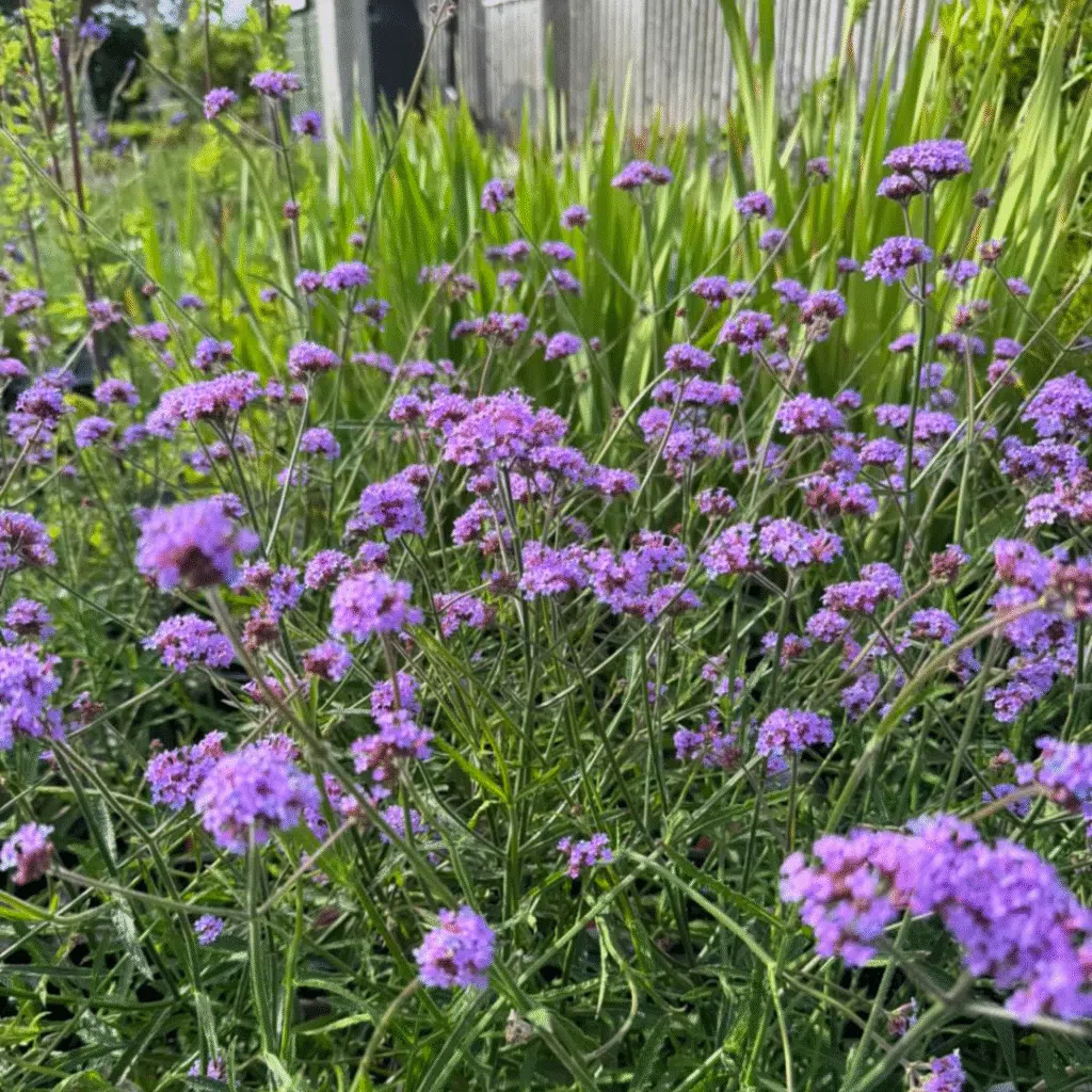 Verbena Bonariensis lollipop (Ijzerhard)