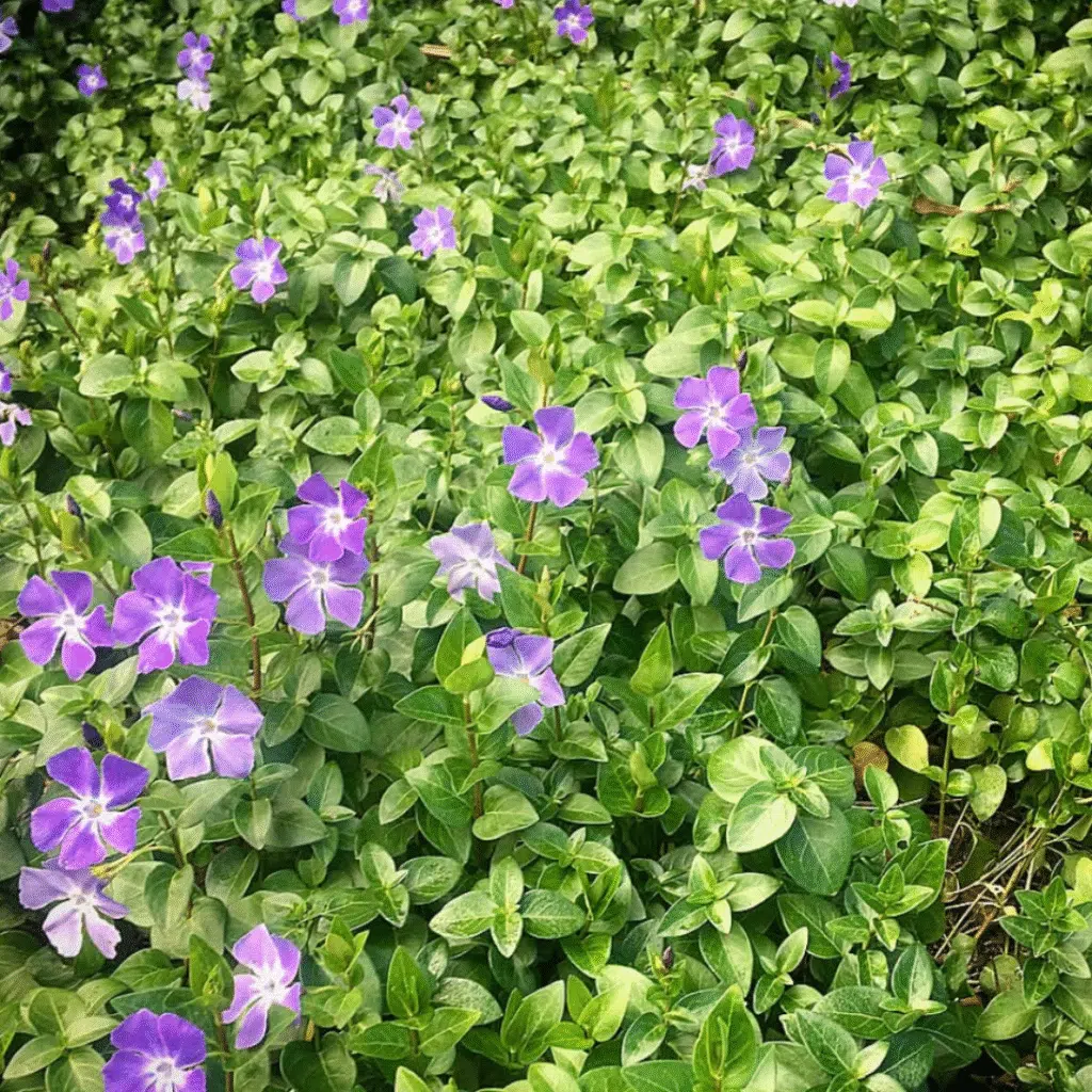 Vinca Major (Grote Maagdenpalm)