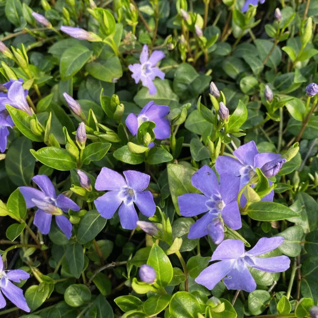 Vinca Minor (Kleine Maagdenpalm)