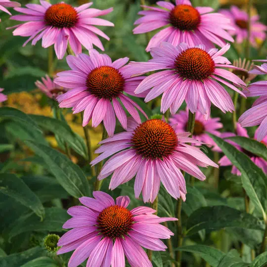 Echinacea Purpurea (Rode Zonnehoed)