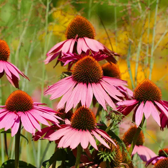 Echinacea Purpurea Summer Cocktail (Rode Zonnehoed)