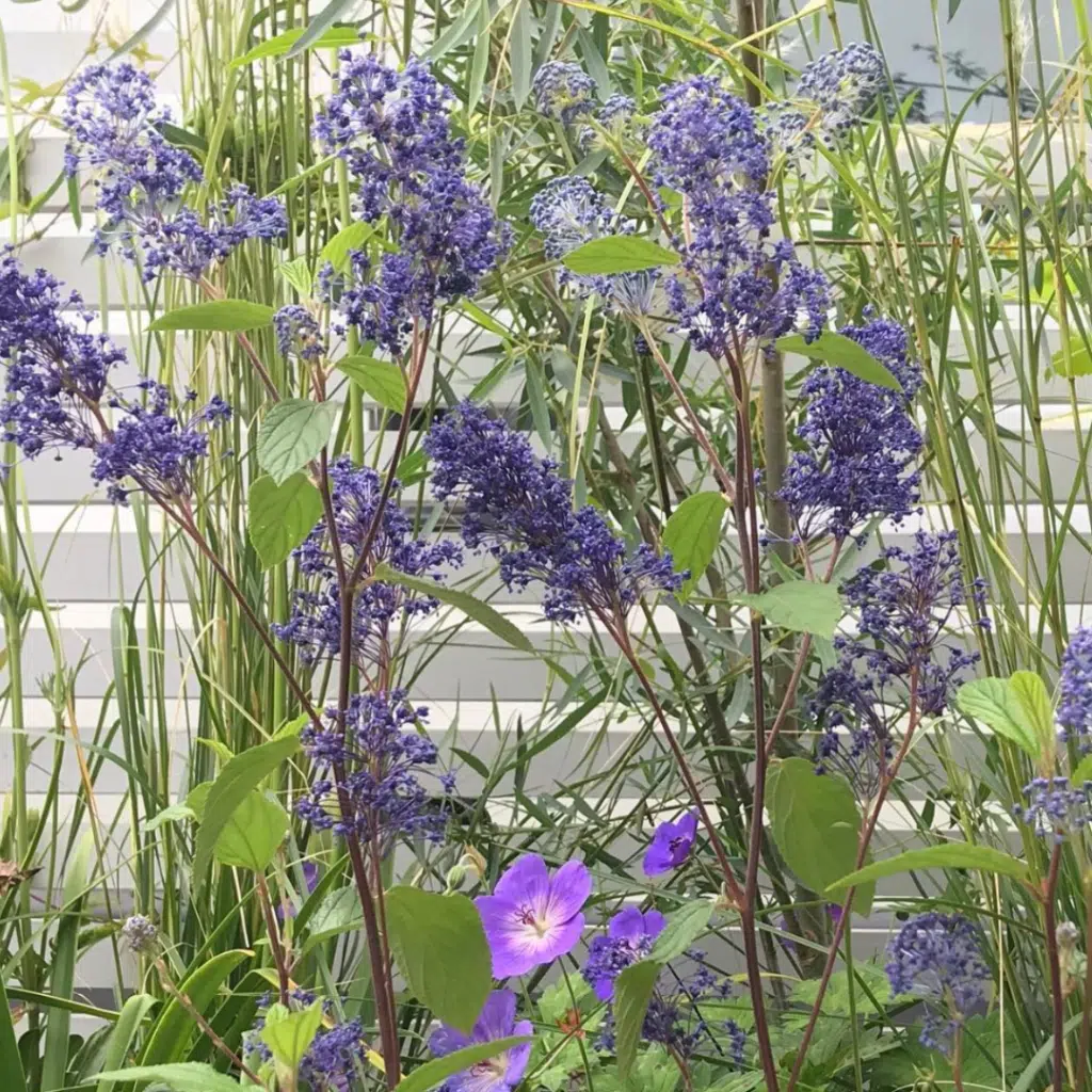 Ceanothus Henri Défossé (Amerikaanse Sering)