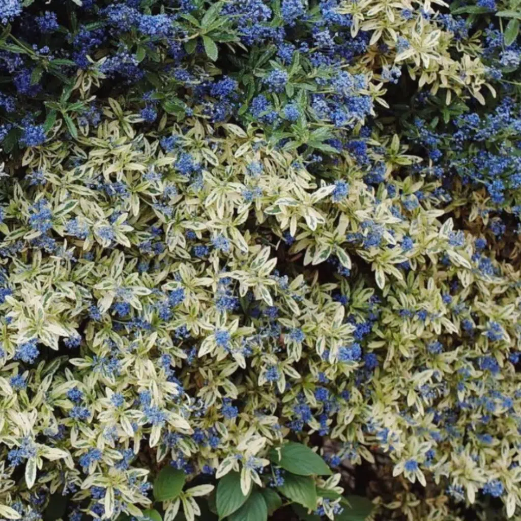 Ceanothus Impressus Cool Blue (Bonte Sering)