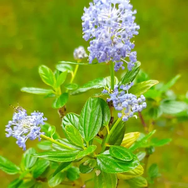 Ceanothus Impressus Victoria (Amerikaanse Sering) - Afbeelding 2