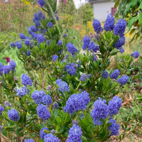 Ceanothus Impressus Victoria (Amerikaanse Sering)